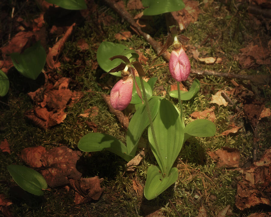 Pair Of Pink Ladyslippers Photograph by Sue Capuano Pair Of Pink Ladyslippers Photograph by Sue Capuano