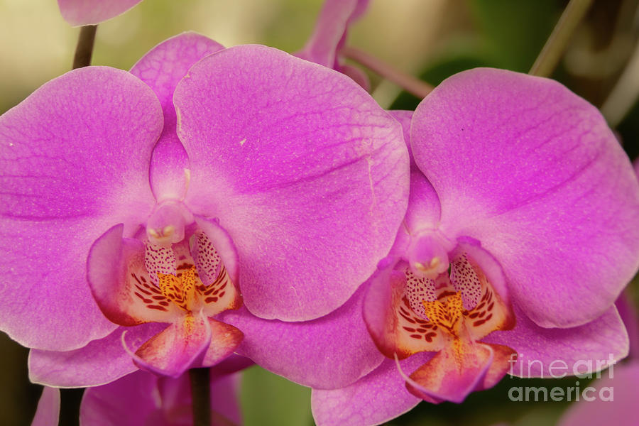 Pair of Pink Orchid Blossoms Photograph by Nancy Gleason
