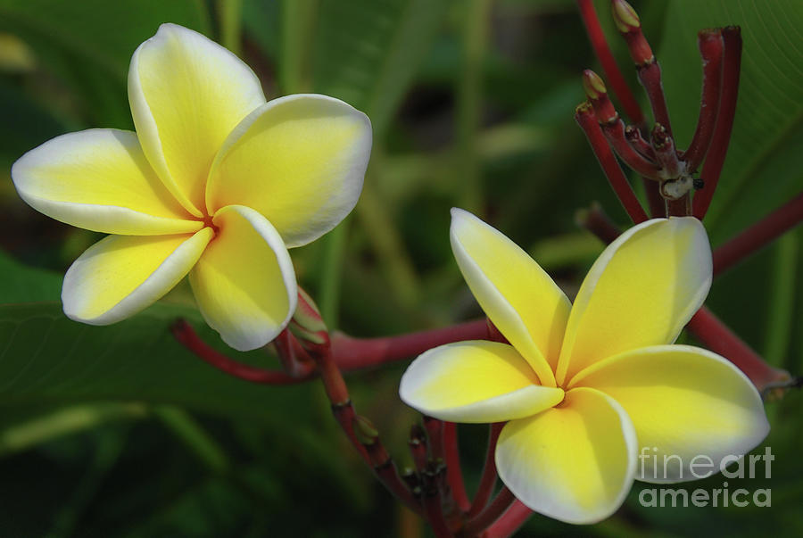 Pair of Plumeria Blossoms Photograph by Nancy Gleason