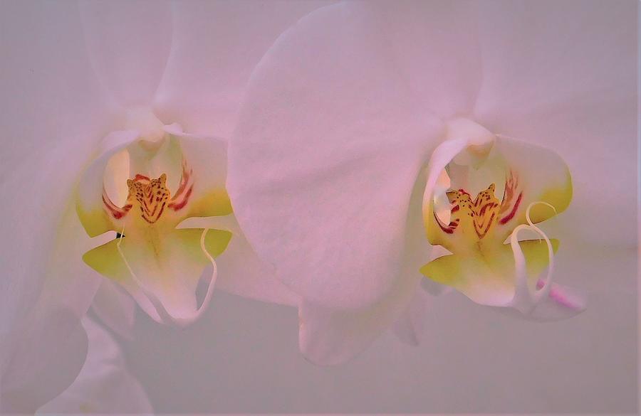 - Pair of pretty white orchids Photograph by THERESA Nye