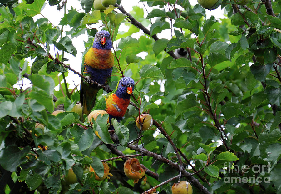 Parrot Photograph - Pair of Rainbow Lorikeets parrots, sitting and eating apricots in tree. by Milleflore Images