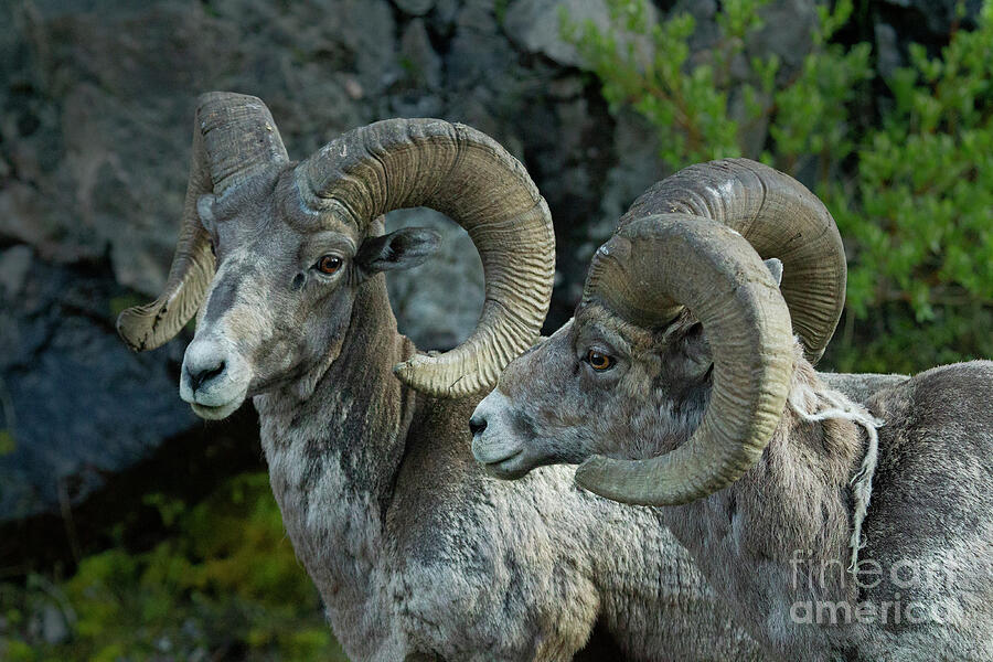 Pair Of Rams-Signed-#5839 Photograph by J L Woody Wooden