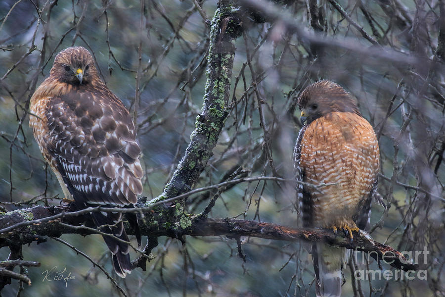 Nature Photograph - Pair of Red Shouldered Hawks by Rosanna Life