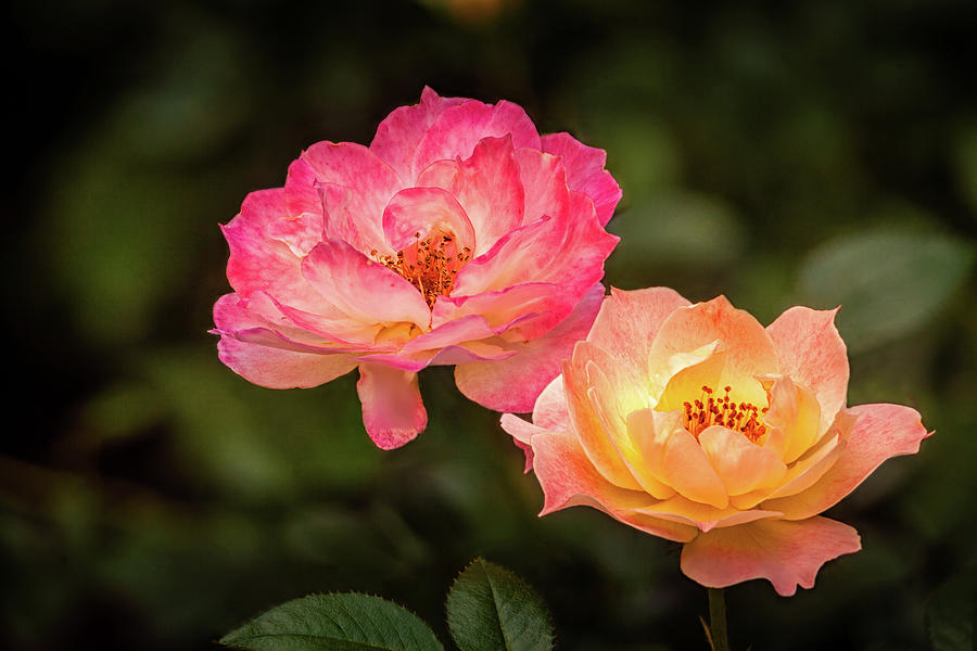 Pair of Roses Photograph by Andrew Soundarajan
