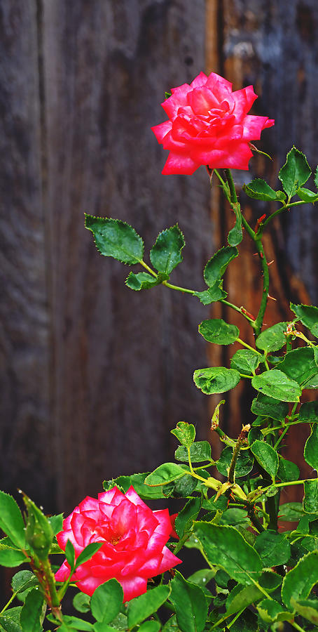 Pair of Roses Photograph by Richard Thomas