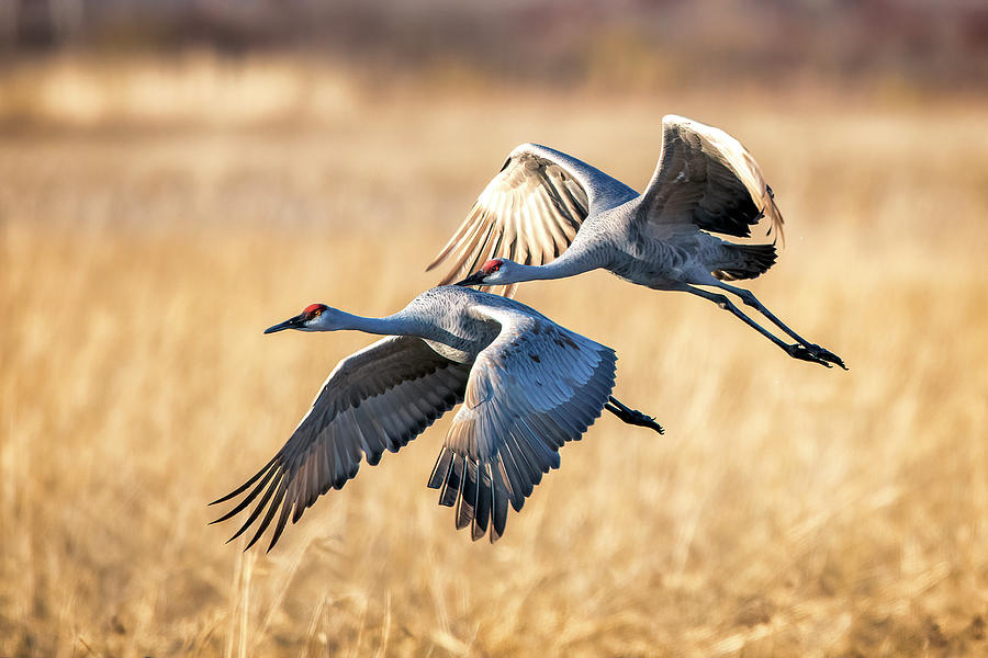 Pair of Sandhill Cranes Photograph by Al  Mueller