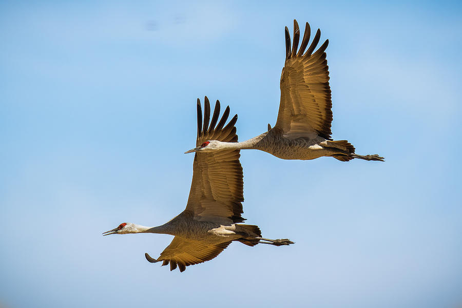 Pair of Sandhills Photograph by Jon Snyder