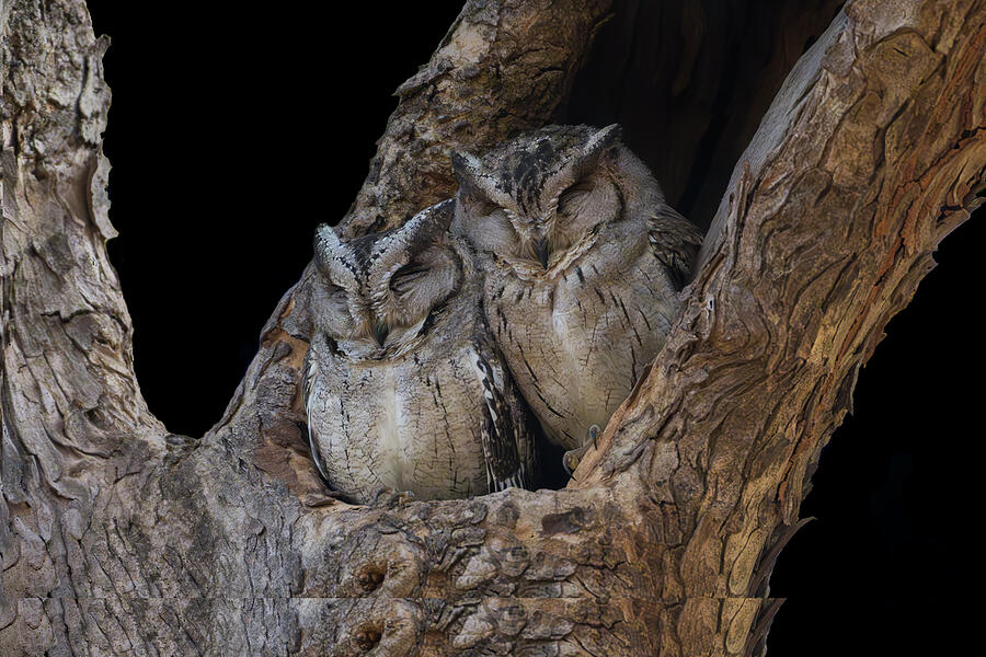 Pair of Scops Owls Photograph by Kiran Joshi