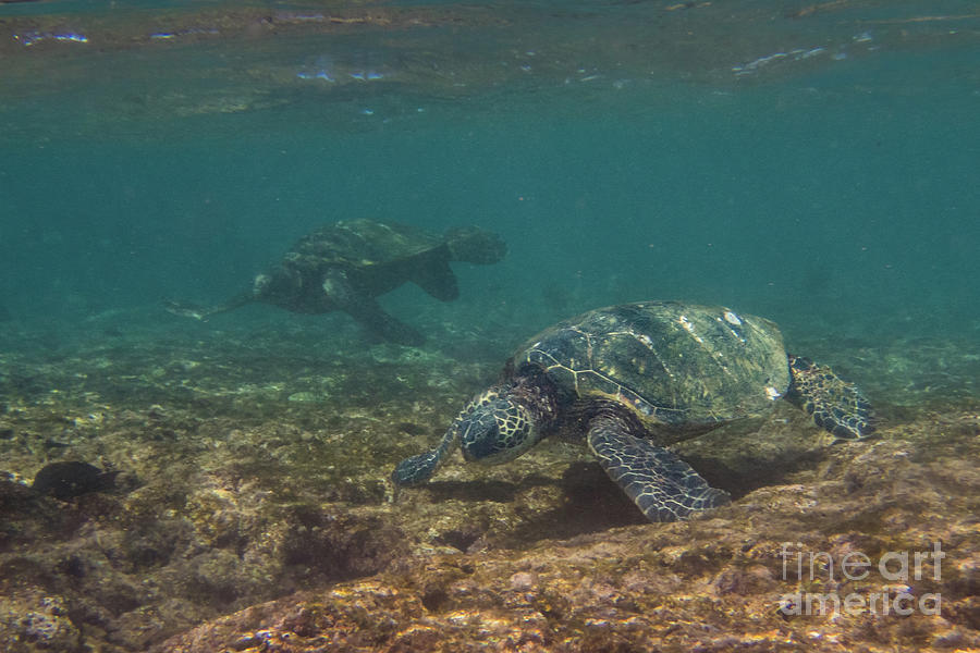 Pair of Sea Turtles in a Kauai Reef Photograph by Nancy Gleason