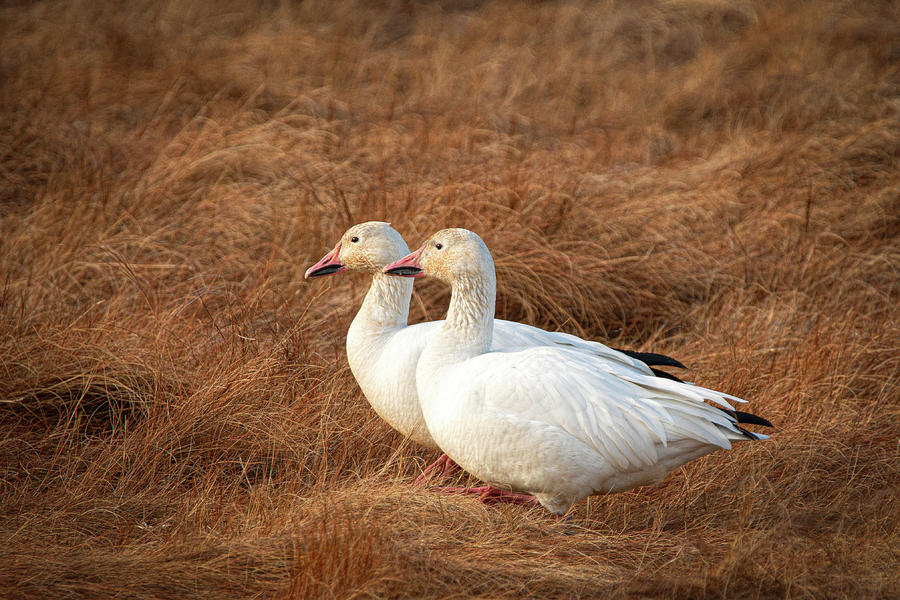 Pair of Snow Geese Photograph by Kristia Adams