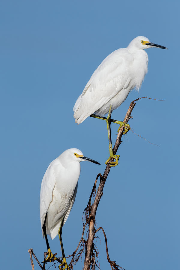 Pair of Snowy Egrets Perched Photograph by Bradford Martin