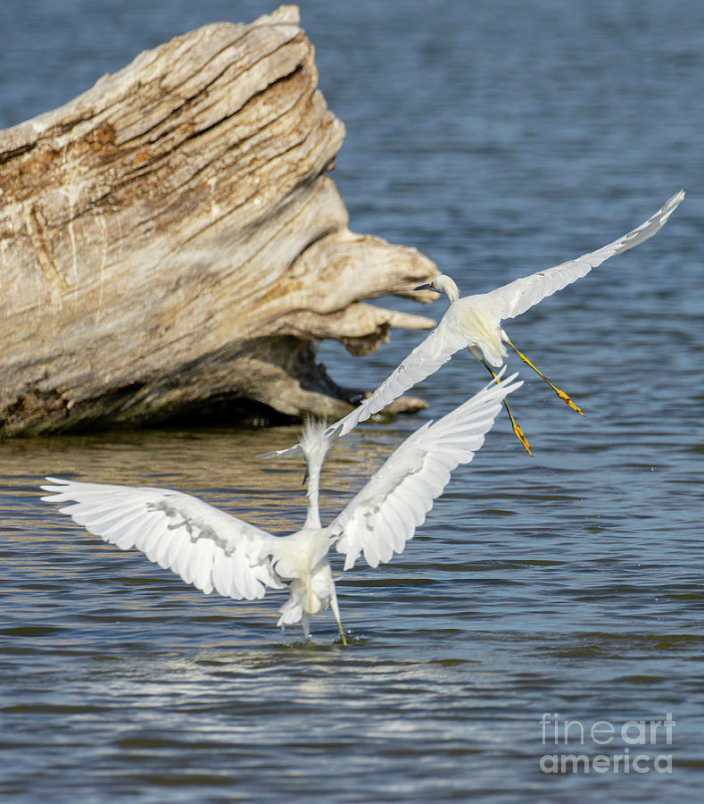 Pair of Snowy Egrets Photograph by Steven Krull