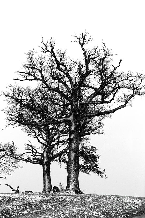 Pair of Snowy Trees ALA5051 Photograph by Alan Look