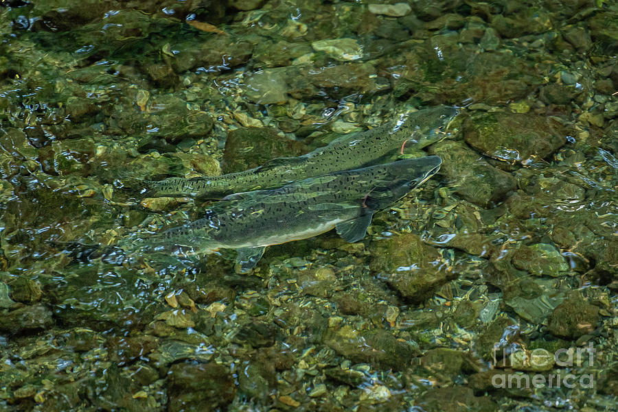 Pair of Spawning Pink Salmon in Indian River, Sitka, Alaska Photograph by Nancy Gleason