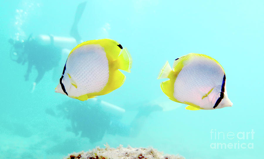 Pair of Spotfin Butterflyfish 1 Photograph by Daryl Duda