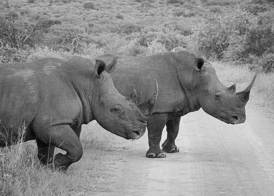 Pair of Square-lipped Rhinos Photograph by Maresa Pryor-Luzier