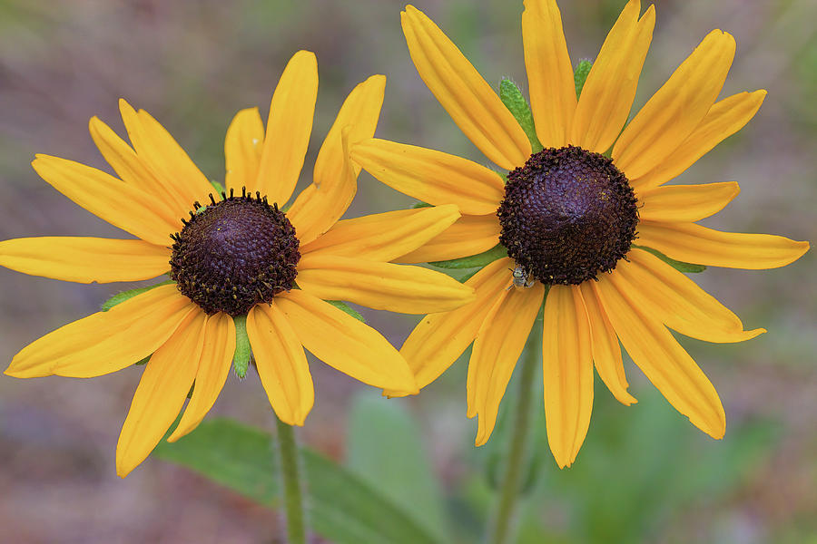 Pair of sunflowers Photograph by Bob Falcone