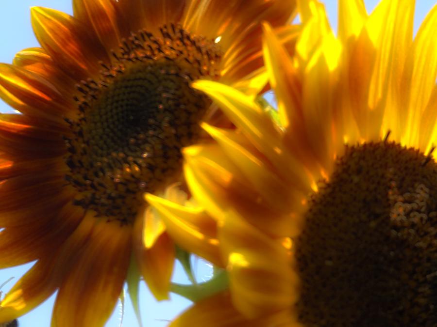Pair of Sunflowers Photograph by Julie Pappas