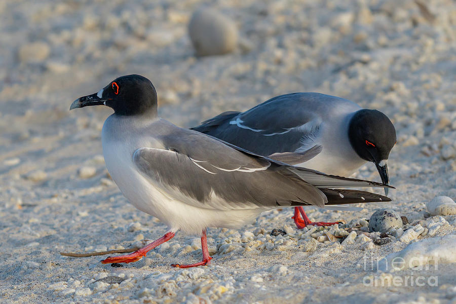 Pair of Swallow-tailed Gulls Exchange Duty over Egg Photograph by Nancy Gleason