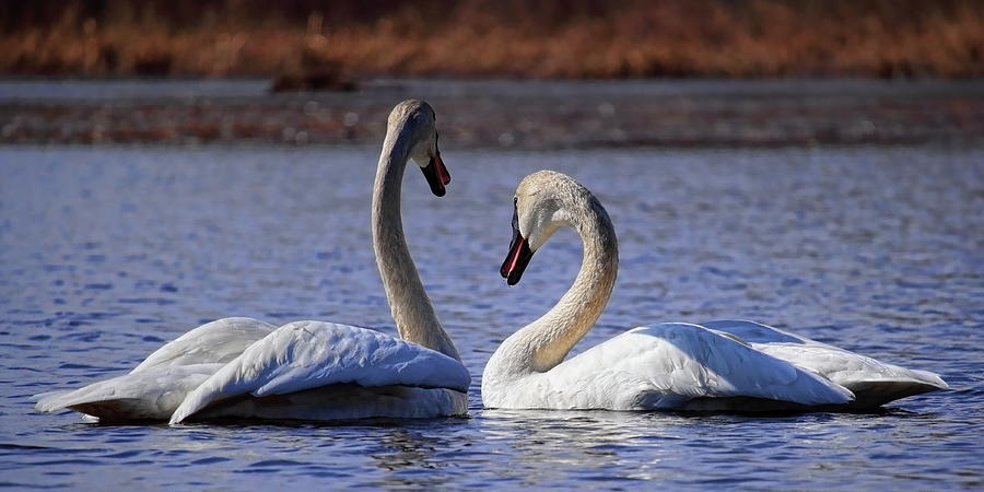 Pair Of Swans Calling Photograph by Dale Kauzlaric