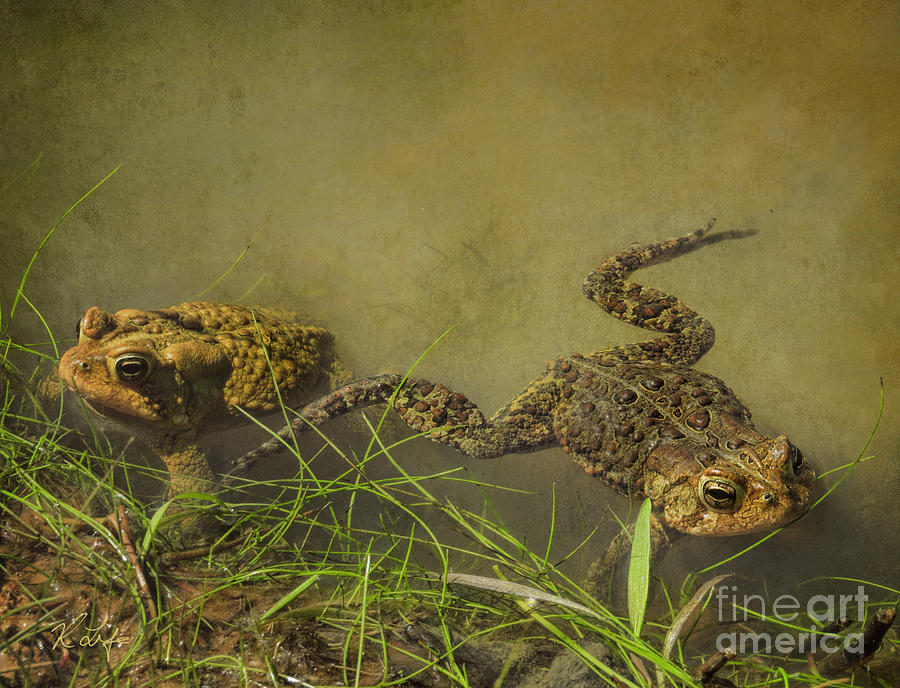 Nature Photograph - Pair of Toads by Rosanna Life