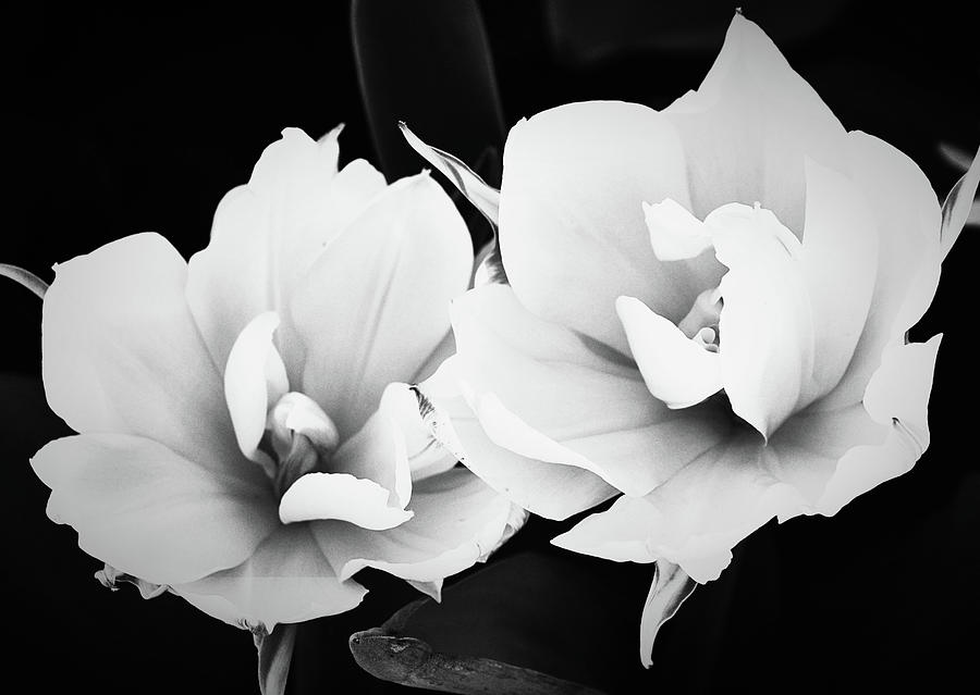 Pair Of Tulips In Black And White Photograph