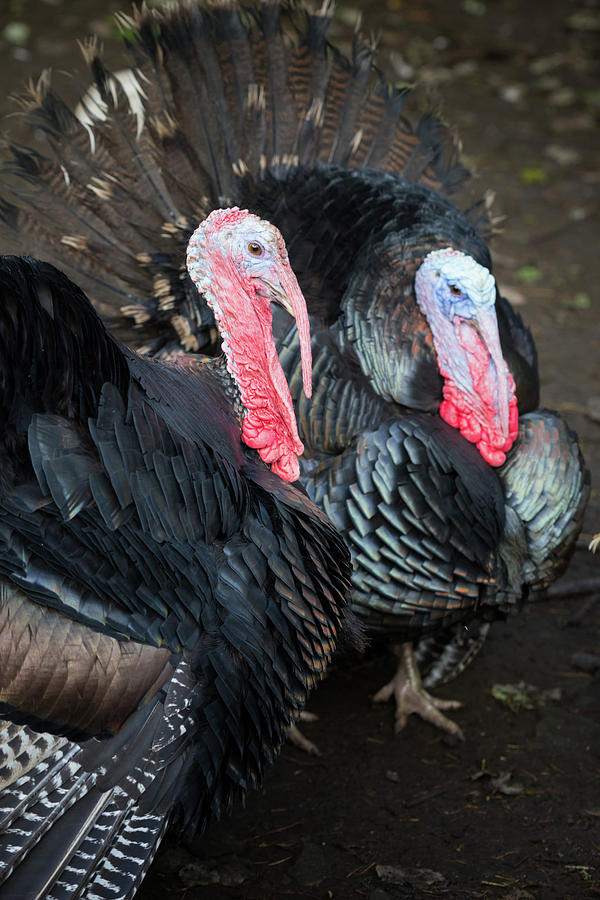 Animal Photograph - Pair of turkeys by Anita Nicholson