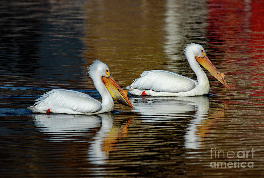 Pair of White Pelicans in Water Photograph by Sandra Js