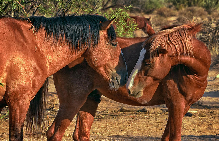 Pair of wild horses nuzzle Photograph by Dave Dilli