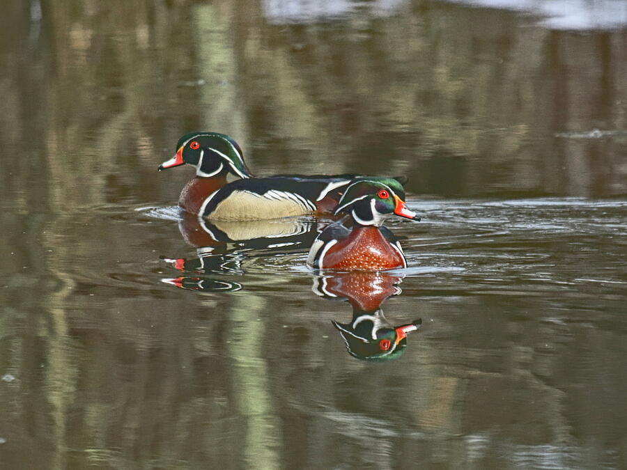 Pair Of Wood Duck Drakes Photograph by Dale Kauzlaric Pair Of Wood Duck Drakes Photograph by Dale Kauzlaric