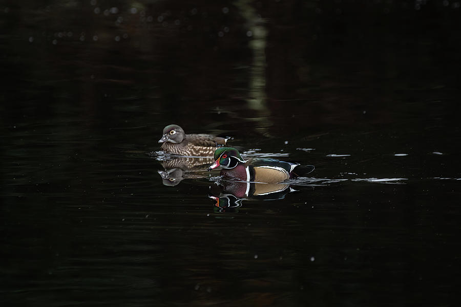 Pair of Wood Ducks Photograph by Jerry Cahill