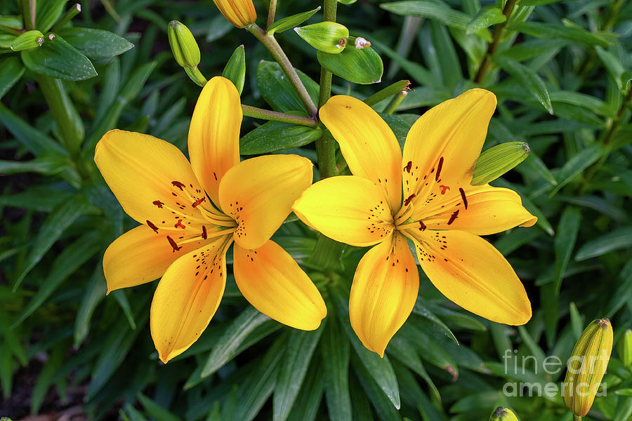 Pair of Yellow Lilies Photograph by William Kuta