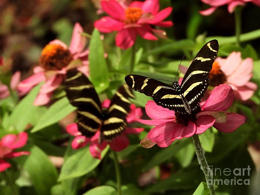 Pair of Zebra Longwing Butterflies Photograph by Robert Sharpe Pair of Zebra Longwing Butterflies Photograph by Robert Sharpe