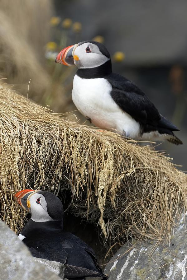 Paired puffins Photograph by Christopher Mathews