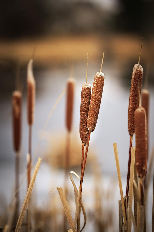 Paired Up -  intertwined pair of cattails Photograph by Peter Herman