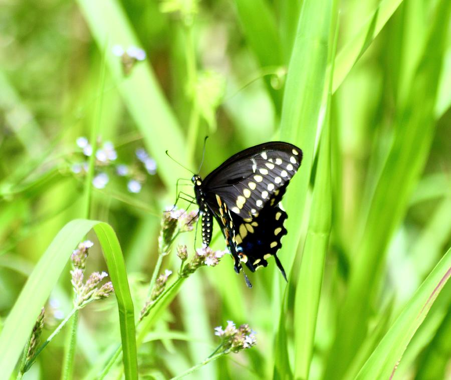 Palamedes Swallowtail Butterfly Beauty Photograph by Warren Thompson