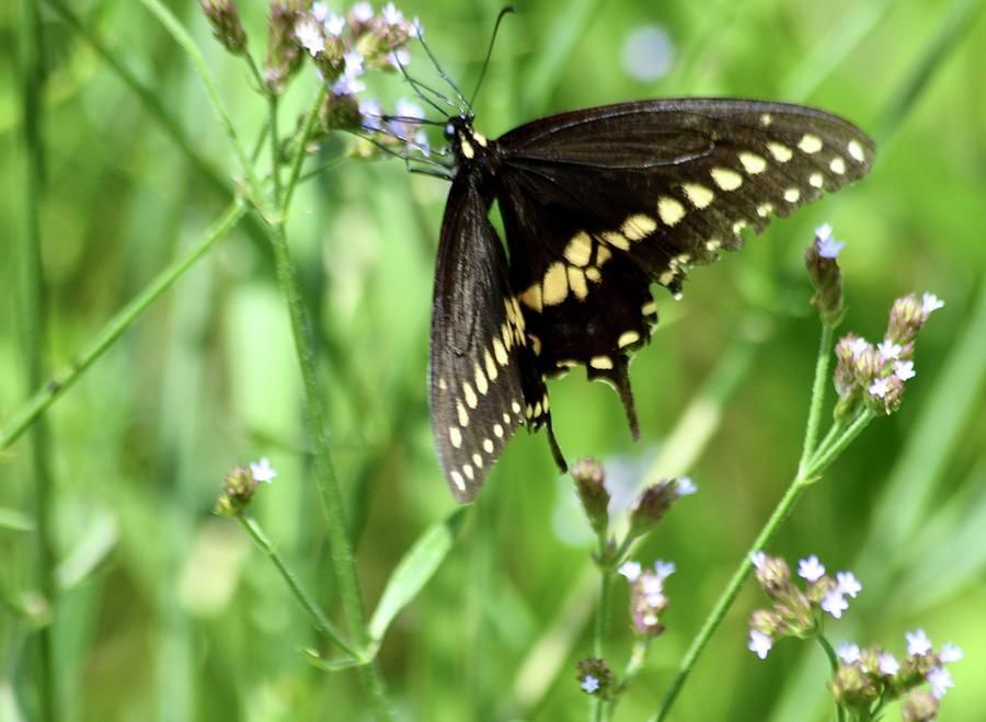 Palamedes Swallowtail Butterfly Photograph by Warren Thompson