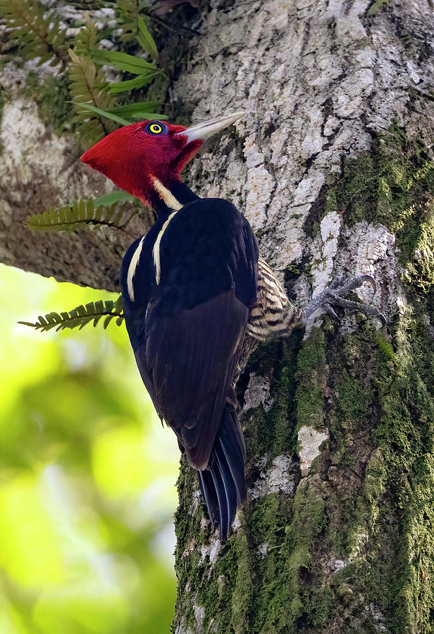 Pale-billed Woodpecker Photograph by Art Cole