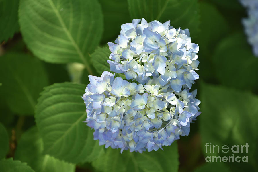 Pale Blue and White Hydrangea Blossom Flowering Photograph by DejaVu