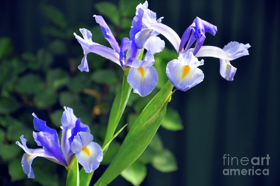 Pale blue Iridaceae, Dutch Iris, is a spring flowering bulb. Photograph by Milleflore Images