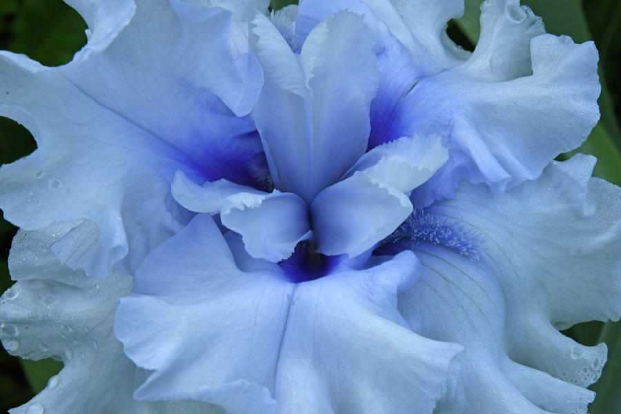 Nature Photograph - Pale Blue Iris Macro by Robert Tubesing