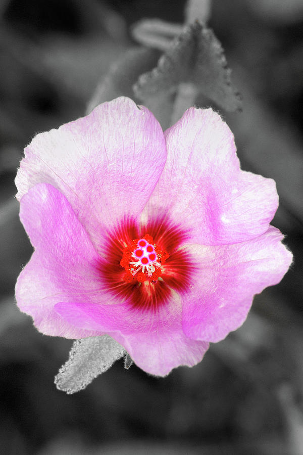 Tucson Photograph - Pale Face Rose Mallow On Grey by Douglas Taylor