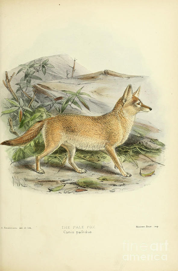 pale fox Vulpes pallida c1 Drawing by Historic illustrations - Pixels