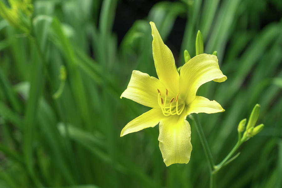 Pale Gold Beauty On Emerald Green - A Solitary Daylily Bloom Photograph