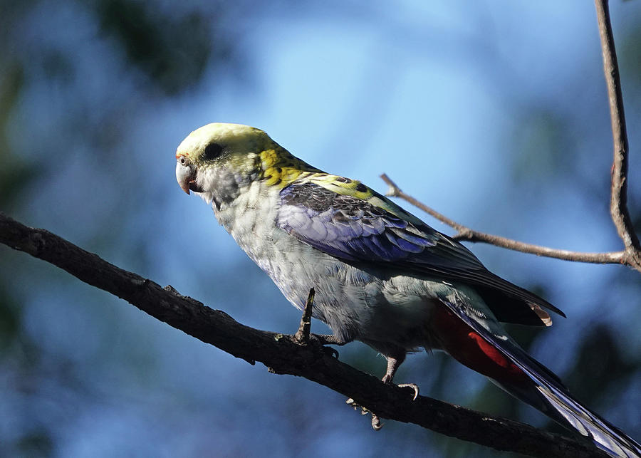 Bird Photograph - Pale-headed Rosella perched by Maryse Jansen