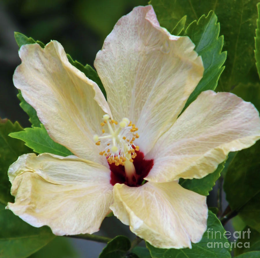 Pale Hibiscus Photograph by D Hackett