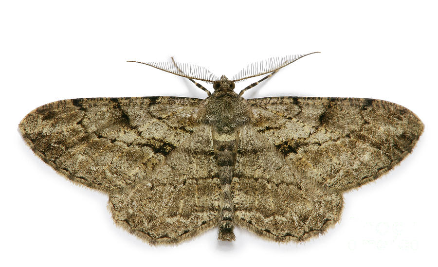 Pale Oak Beauty Moth Photograph by Warren Photographic