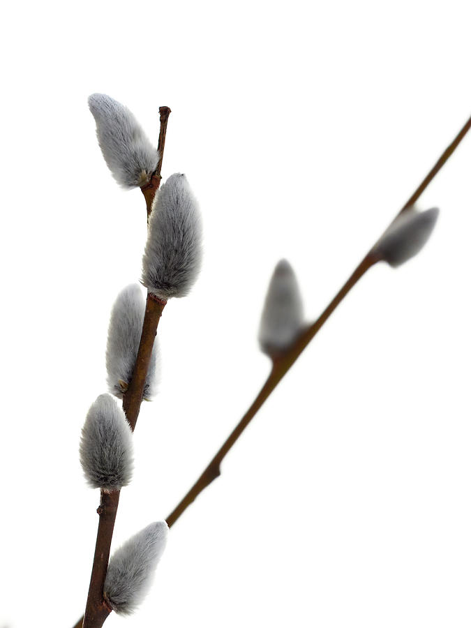 Pale pale blossom. Pussy willows Photograph by Jouko Lehto