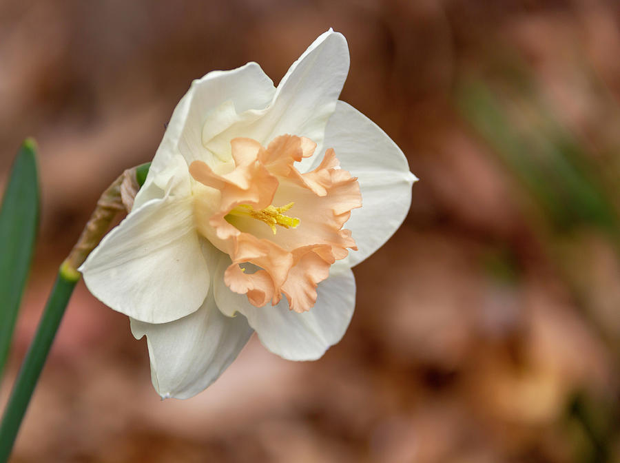 Pale Peach Ruffle Daffodil Photograph