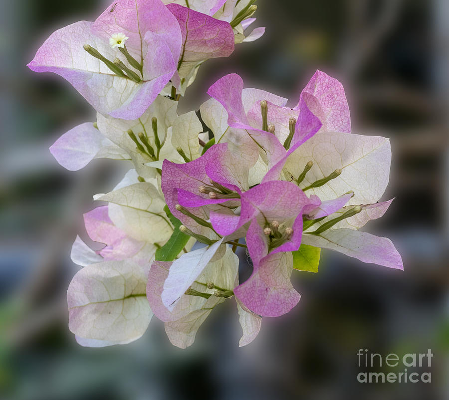 Pale Pink and White Bougainvillea  Photograph by L Bosco